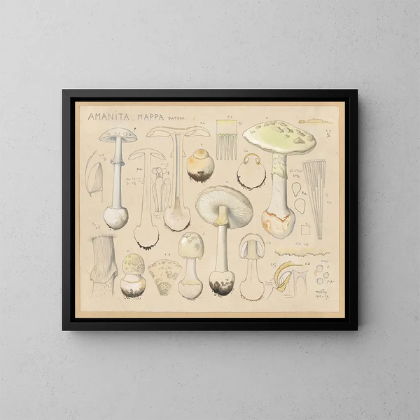 Amanite mappa - Hans Baldung — ingelijst kunstwerk aan de muur