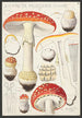 Amanite tue-mouches Linné - Hans Baldung — weergave van het kunstwerk