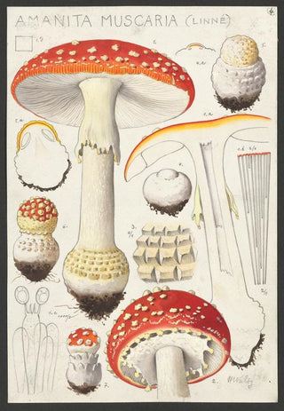 Hans Walty - Amanita muscaria Linn.webp