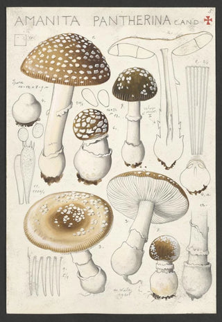 Hans Walty - Amanita pantherina Cand.webp