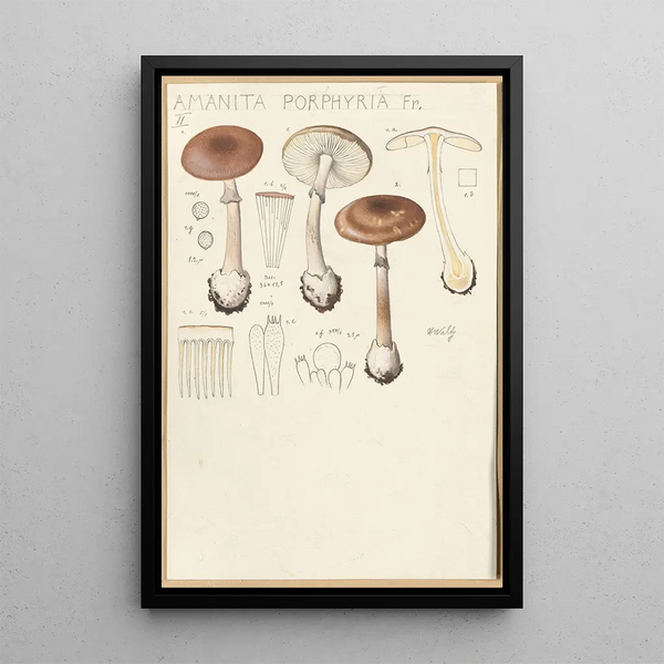 Hans Walty - Amanita porphyria Fr.webp
