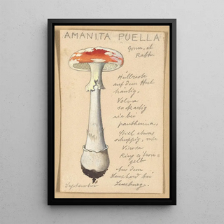 Hans Walty - Amanita puella.webp