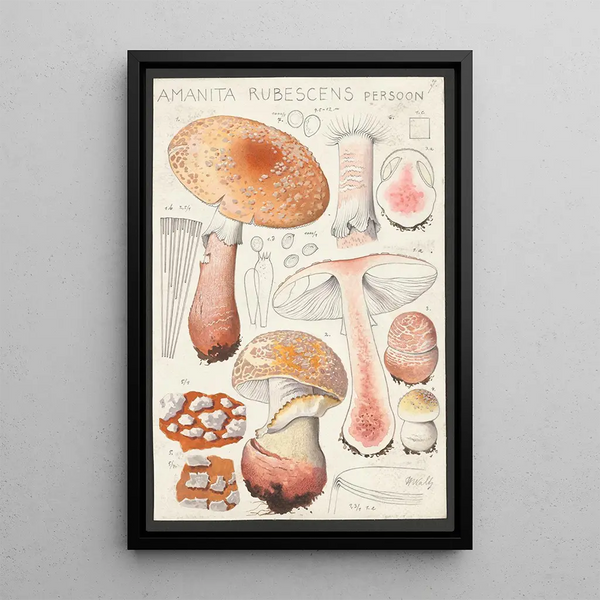 Hans Walty - Amanita rubescens Persoon.webp