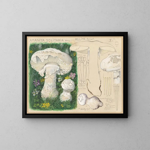 Amaniet solitaire - Hans Baldung — ingelijst kunstwerk aan de muur