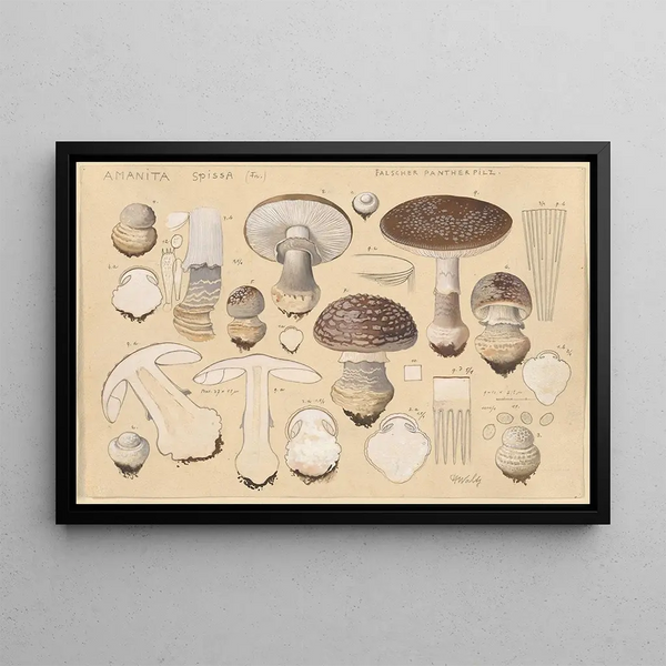 Hans Walty - Amanita spissa Fr.webp