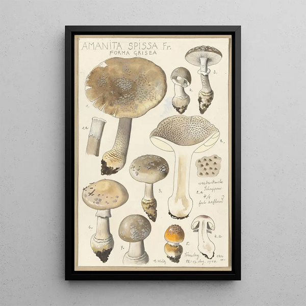 Hans Walty - Amanita spissa Fr forma grisea.webp