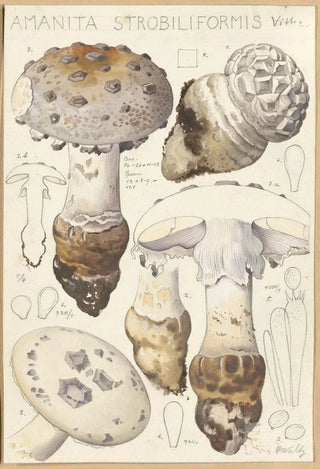 Hans Walty - Amanita strobiliformis.webp