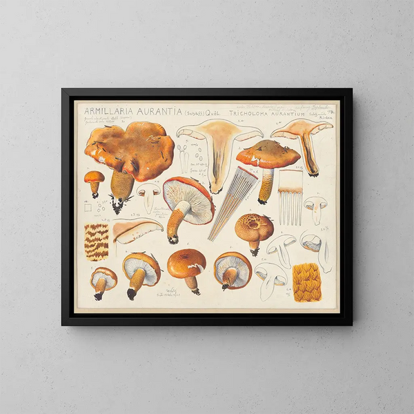 Armillaria aurantia Schff et Tricholoma aurantium Schff selon Ricken - Hans Baldung — ingelijst kunstwerk aan de muur