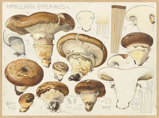 Hans Walty - Armillaria imperialis Fr.webp