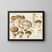 Armillaria impérialis - Hans Baldung — framed artwork on a wall