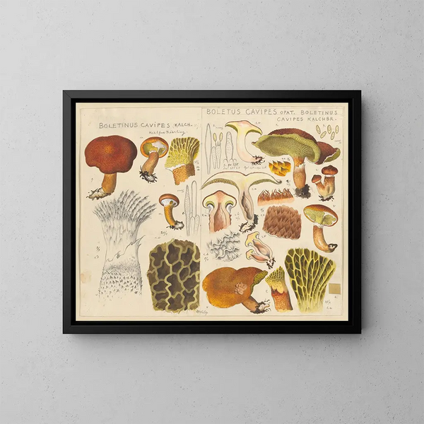 Boletin de cavipes - Hans Baldung — ingelijst kunstwerk aan de muur