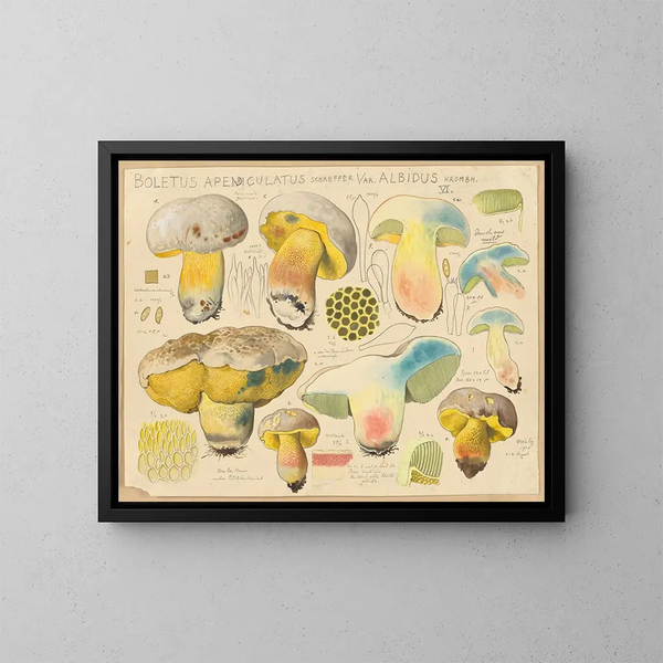 Boletus appendiculatus var. albidus - Hans Baldung — ingelijst kunstwerk aan de muur