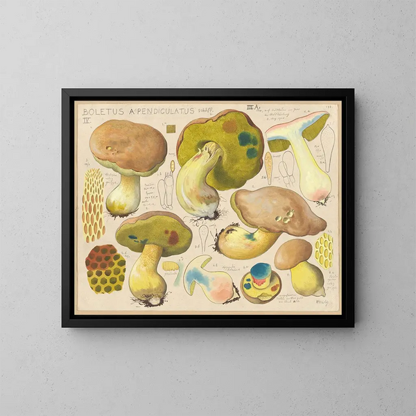 Boletus appendiculatus - Hans Baldung — ingelijst kunstwerk aan de muur