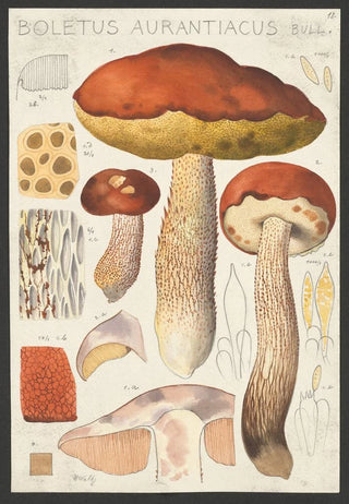 Hans Walty - Boletus aurantiacum Bull.webp
