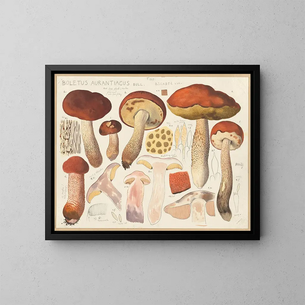 Bolet oranje - Hans Baldung — ingelijst kunstwerk aan de muur