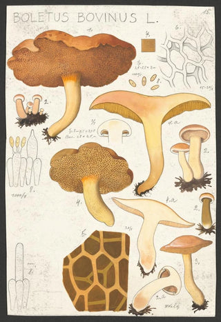 Hans Walty - Boletus bovinus L.webp