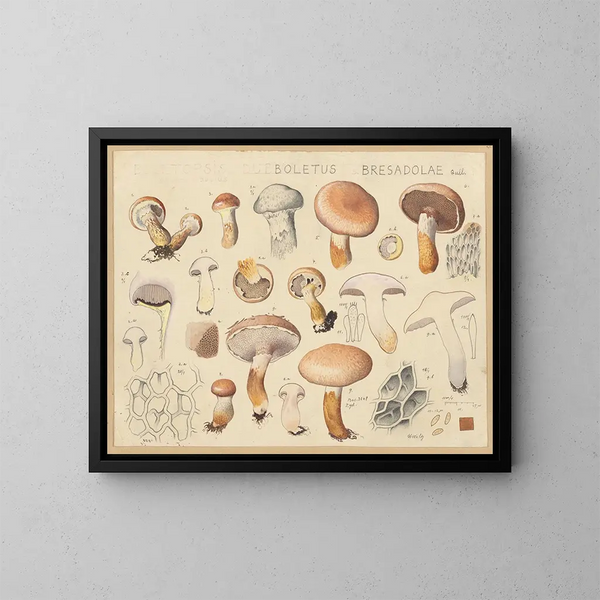 Boletus bresadolae - Hans Baldung — ingelijst kunstwerk aan de muur