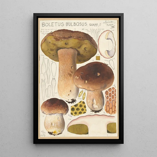 Hans Walty - Boletus bulbosus.webp