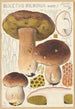 Boletus bulbosus - Hans Baldung — weergave van het kunstwerk