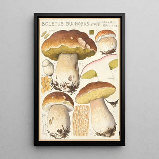 Hans Walty - Boletus bulbosus Schff.webp