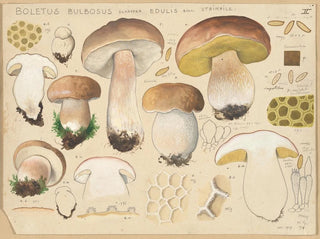 Hans Walty - Boletus bulbosus Schffer edulis Bull.webp