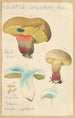 Boletus calopus - Hans Baldung — weergave van het kunstwerk