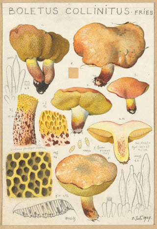 Hans Walty - Boletus collinitus.webp