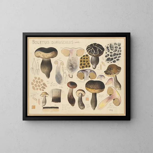 Bolet duriuscule - Hans Baldung — ingelijst kunstwerk aan de muur