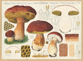 Hans Walty - Boletus edulis Bull var fuscoruber forquignon.webp