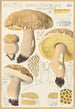 Boletus impolitus Fr reticulatus - Hans Baldung — weergave van het kunstwerk