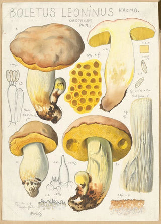 Hans Walty - Boletus leoninus.webp