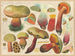 Boletus luridus - Hans Baldung — artwork view