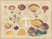 Boletus luteus - Hans Baldung — artwork view