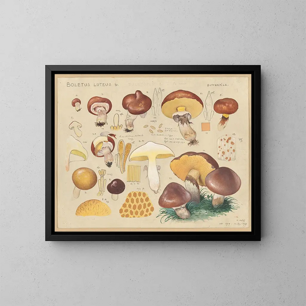 Boletus luteus - Hans Baldung — ingelijst kunstwerk aan de muur