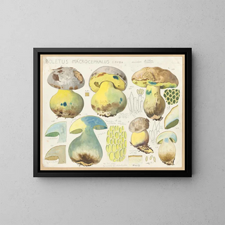 Hans Walty - Boletus macrocephalus Leuba.webp