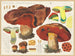 Boletus miniatoporus - Hans Baldung — artwork view