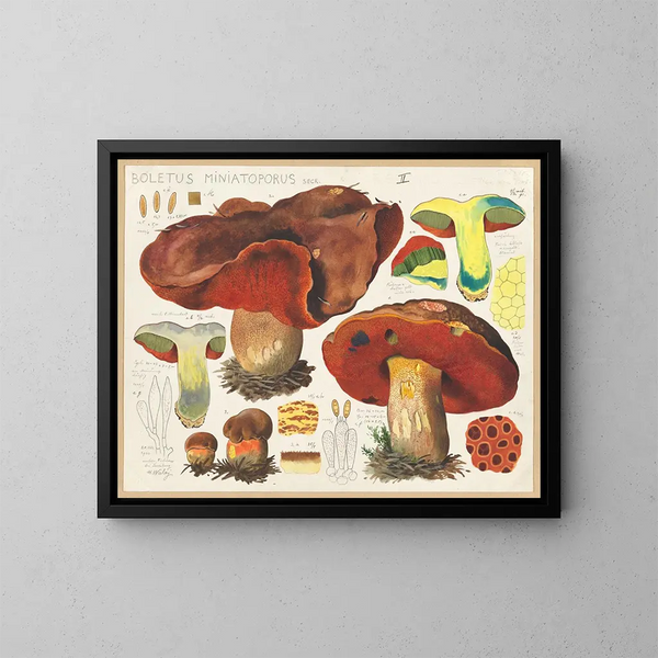 Boletus miniatoporus - Hans Baldung — ingelijst kunstwerk aan de muur