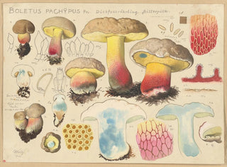 Hans Walty - Boletus pachypus Fr.webp
