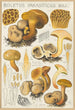 Boletus parasiticus - Hans Baldung — weergave van het kunstwerk