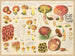 Boletus pierrhuguesii Boletus versicolor - Hans Baldung — artwork view
