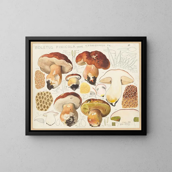 Bolet pinicola - Hans Baldung — ingelijst kunstwerk aan de muur