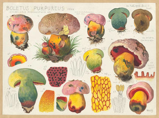 Hans Walty - Boletus purpureus Fries sanguineus rodoxanthus Kr.webp