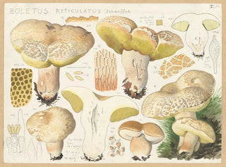 Boletus réticulé - Hans Baldung — weergave van het kunstwerk