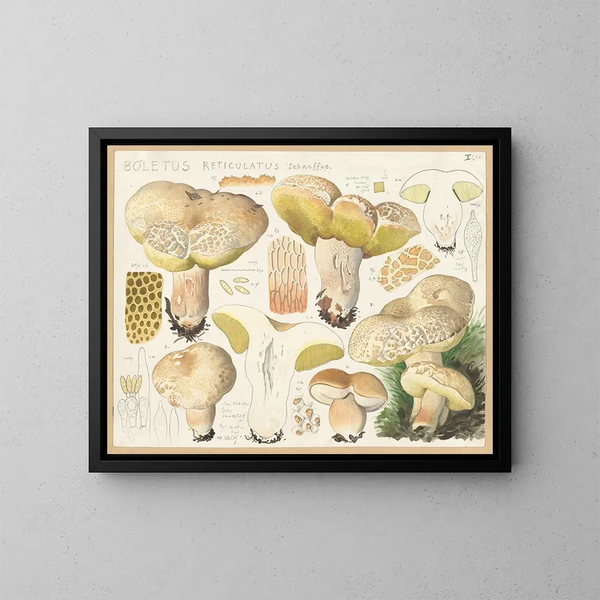 Boletus réticulé - Hans Baldung — ingelijst kunstwerk aan de muur