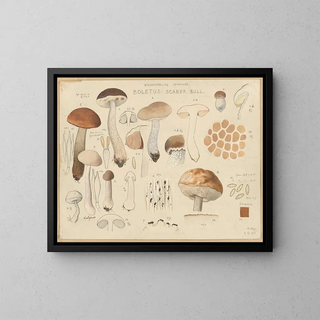 Hans Walty - Boletus scaber Bull.webp