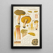 Boletus subtomentosus L - Hans Baldung — framed artwork on a wall