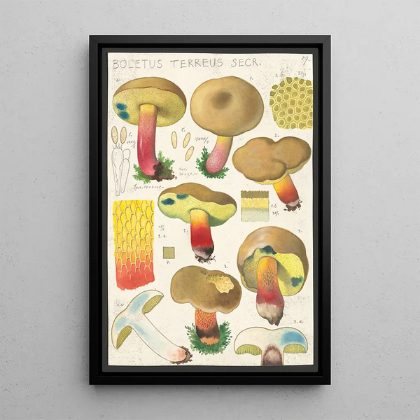 Hans Walty - Boletus terreus Secr.webp