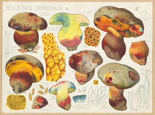 Hans Walty - Boletus torosus Fr.webp