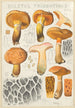 Boletus tridentinus - Hans Baldung — weergave van het kunstwerk