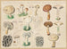 Boletus viscidus - Hans Baldung — artwork view